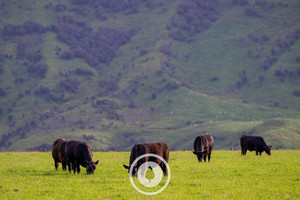 Products: Yellowstone, but the Manawatū Sentient Imagery