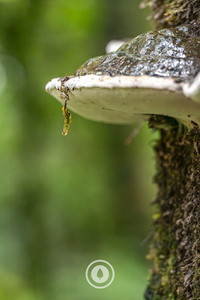 Bracket Fungi Lichen Sentient Imagery