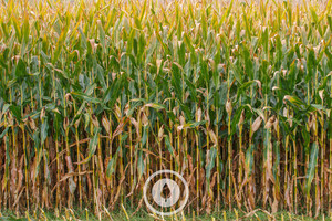Products: Maize Empire Sentient Imagery