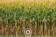 Maize Empire Sentient Imagery