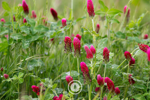 Crimson Clover in Drizzle Sentient Imagery