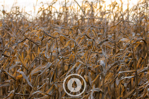 Products: Maturing Maize Crop Sentient Imagery