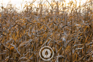 Products: Maturing Maize Crop Sentient Imagery