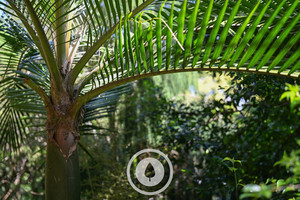 Nīkau Palm Canopy Sentient Imagery