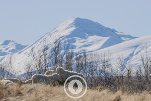 In These Snowy Foothills Sentient Imagery