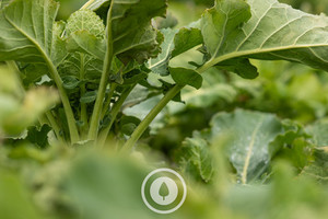 Products: Forest of Kale Sentient Imagery