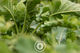 Forest of Kale Sentient Imagery