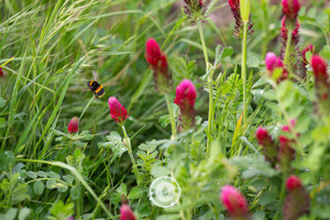 A Crimson Clover Flyer Sentient Imagery