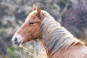 Products: Rainlit Mare Sentient Imagery