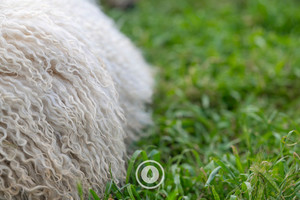 Products: Natural Wool Sentient Imagery
