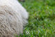 Natural Wool Sentient Imagery