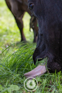 Products: Pasture Intake Sentient Imagery