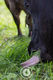 Pasture Intake Sentient Imagery