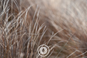 Products: Kaimanawa Tussock Mood Sentient Imagery
