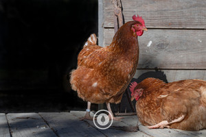 Chickens in the Woodshed Sentient Imagery