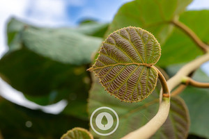 I Heart Kiwifruit Sentient Imagery