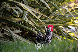 Flax + Rooster Sentient Imagery