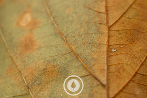 Products: Textures of Autumn Sentient Imagery