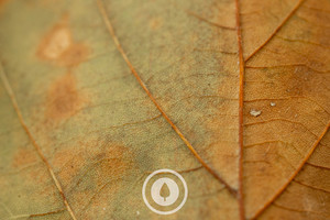 Products: Textures of Autumn Sentient Imagery