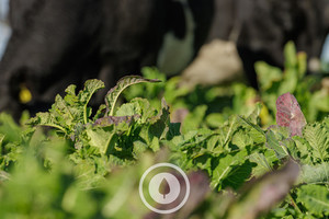 Winter Kale Crop Sentient Imagery