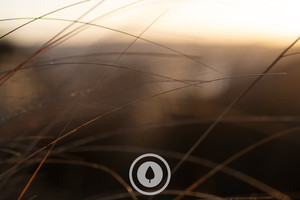 Kaimanawa Red Tussock at Dawn Sentient Imagery