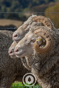 Triple Take Merino Sentient Imagery