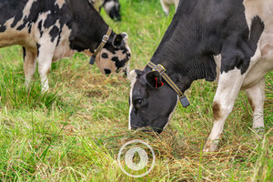 Collared Dairy Grazing Sentient Imagery