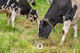 Collared Dairy Grazing Sentient Imagery