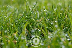 Products: Pasture Droplets Sentient Imagery