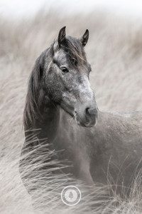 The Soft Grey Sentient Imagery