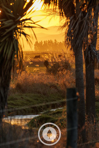 The Dairy Between Toetoe + Tī Kōuka Sentient Imagery