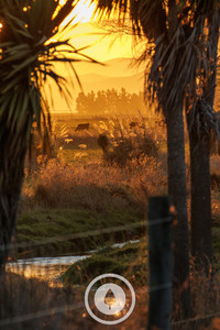 Products: The Dairy Between Toetoe + Tī Kōuka Sentient Imagery