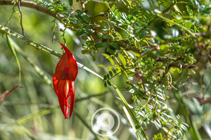 A Very Merry Kowhai Ngutu-kaka Sentient Imagery