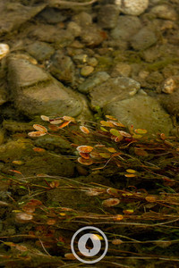 Native Red Pondweed Sentient Imagery