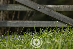 Products: Pasture at Gate's Latch Sentient Imagery
