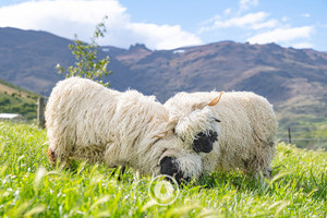 Products: Together Wethers Sentient Imagery