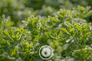 Products: Overgrown Red Clover Sentient Imagery