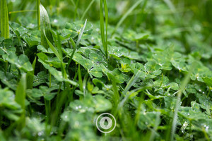 Products: Clover + Plantain Sentient Imagery