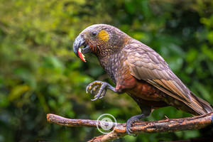 Products: Kākā + Apple Sentient Imagery