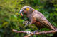Kākā + Apple Sentient Imagery