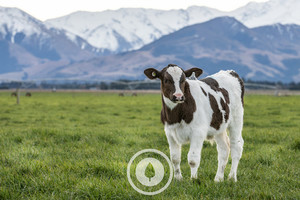 Products: Stronger by the Day Sentient Imagery