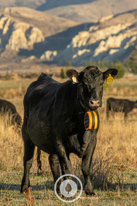 Angus Heifer Neckware Sentient Imagery