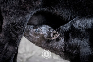 Products: Milk Constellations Sentient Imagery