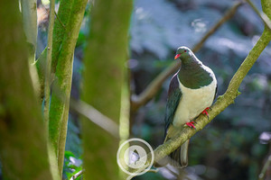 Kererū Iridescence Sentient Imagery