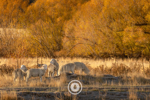 Autumn Colours Afire Sentient Imagery