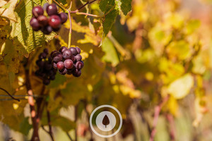 Products: Autumn Viticulture Sentient Imagery