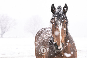 Products: Incoming Snow Sentient Imagery