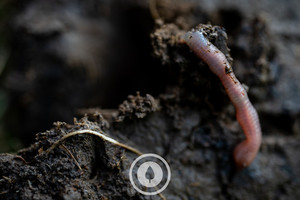 Products: Who Run the World? Worms. Sentient Imagery