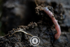 Products: Who Run the World? Worms. Sentient Imagery