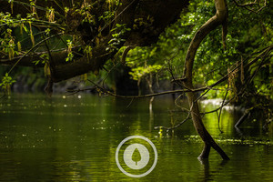 Products: Waikato Te Awa Willow Drapery Sentient Imagery